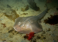 Platyrhinoidis triseriata (Thornback)