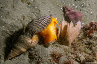 Megasurcula stearnsiana (Stearns' Turrid)