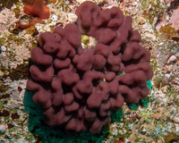 Aplidium californicum (Sea Pork)