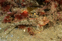 Artedius harringtoni (Scalyhead Sculpin)