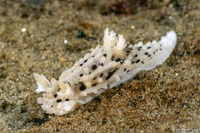 Aegires albopunctatus (Salt-and-Pepper Dorid)