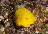 Doriopsilla fulva (White-Speckled Dorid)