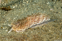 Aeolidia loui (Shag-Rug Aeolid)