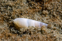 Melanella micans (Melanella Micans)