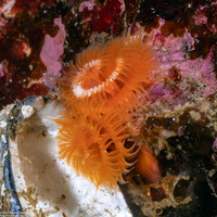 Spirobranchus spinosus (Christmas Tree Worm)