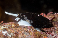 Atrimitra idae (Ida's Miter)