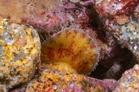 Placiphorella velata (Veiled Chiton)