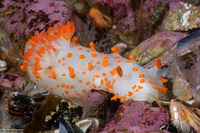 Triopha catalinae (Catalina Triopha)