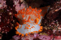 Triopha catalinae (Catalina Triopha)