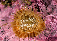 Epiactis prolifera (Proliferating Anemone)