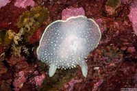 Acanthodoris hudsoni (Hudson's Horned Dorid)