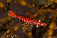 Heptacarpus stylus (Stiletto Shrimp)