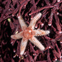 Leptasterias hexactis (Six-Arm Star)