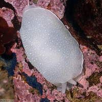 Berthella chacei (White Berthella)
