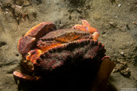Cancer productus (Red Rock Crab)