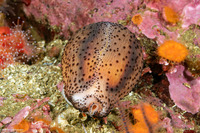 Neobernaya spadicea (Chestnut Cowry)