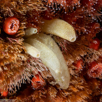 Leucilla nuttingi (Urn Sponge)