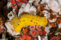 Doris montereyensis (Monterey Dorid)