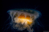 Phacellophora camtschatica (Egg-Yolk Jelly)