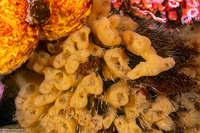 Leucandra losangelensis (Leucandra losangelensis)