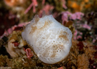 Aplidium californicum (Sea Pork)