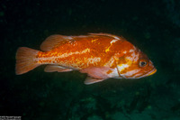 Sebastes caurinus (Copper Rockfish)