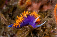Flabellinopsis iodinea (Spanish Shawl)