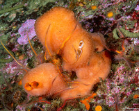 Mytilimeria nuttalli (Sea-Bottle Clam)