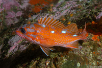 Sebastes rosaceus (Rosy Rockfish)