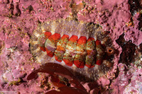 Mopalia spectabilis (Red-Flecked Mopalia)