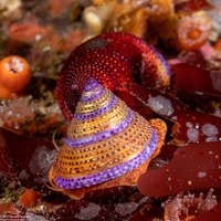 Calliostoma annulatum (Blue-Ring Top Snail)