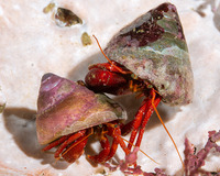 Pagurus hemphilli (Maroon Hermit Crab)