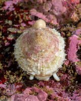 Diodora aspera (Keyhole Limpet)