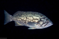 Sebastes mystinus (Blue Rockfish)