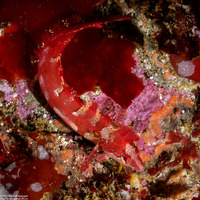 Gibbonsia montereyensis (Crevice Kelpfish)