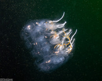 Cyclosalpa bakeri (Cyclosalpa Bakeri)