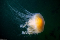Phacellophora camtschatica (Egg-Yolk Jelly)