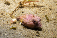 Enophrys taurina (Bull Sculpin)