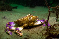 Metacarcinus gracilis (Graceful Crab)