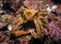 Loxorhynchus crispatus (Masking Crab)