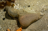 Arenicolidae sp.1 (Lug Worm)