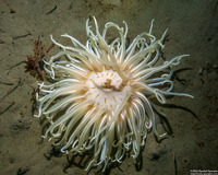Urticina columbiana (Sand-Rose Anemone)