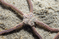 Amphiura arcystata (Sand Brittle Star)