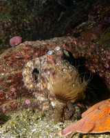 Octopus rubescens (Red Octopus)