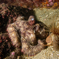 Octopus rubescens (Red Octopus)