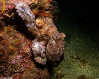Octopus rubescens (Red Octopus)