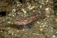 Rhinogobiops nicholsii (Blackeye Goby)