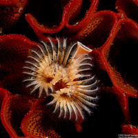 Serpula columbiana (Serpulid Worm)