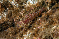 Pandalus danae (Dock Shrimp)