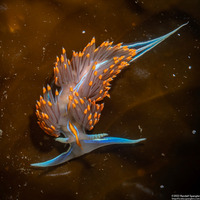 Hermissenda opalescens (Opalescent Nudibranch)